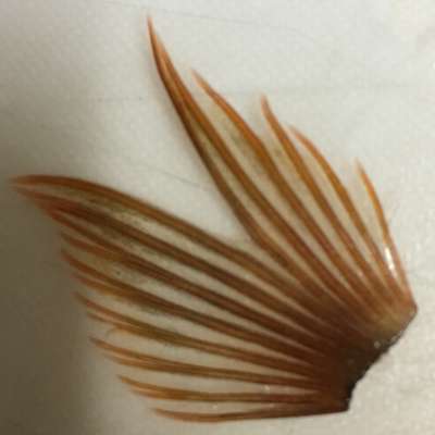 150307Bkinmebaru_akamebaru_munabire14hon.JPG