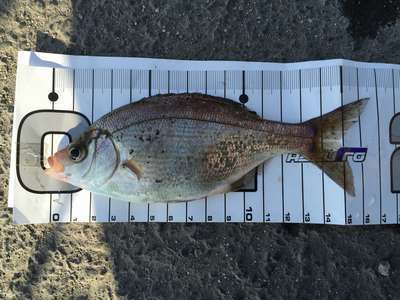 150507Bumitanago.JPG
